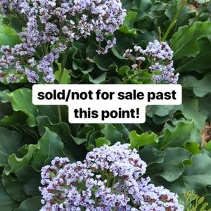 SOLD PAST THIS POINT 🌟